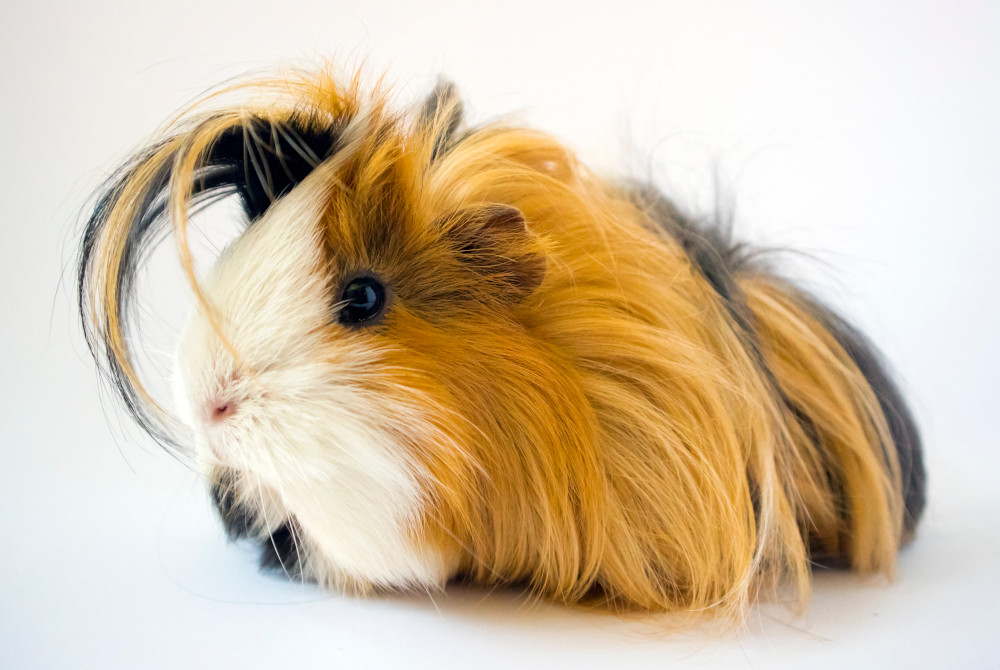 guinea pig long coated