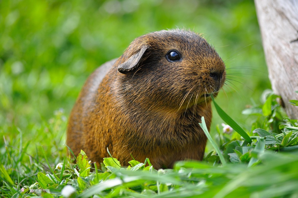 guinea pig on grass