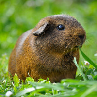 guinea pig on grass