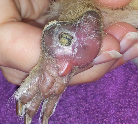 guinea pig pododermatitis