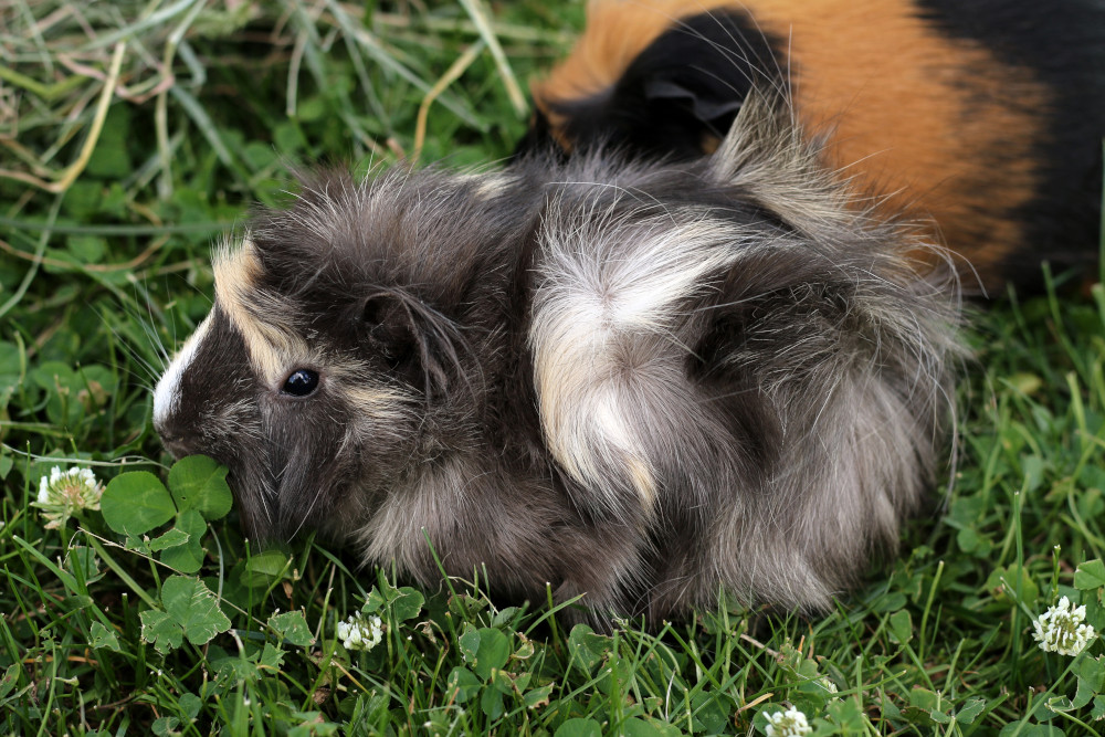 guinea pig rough coated