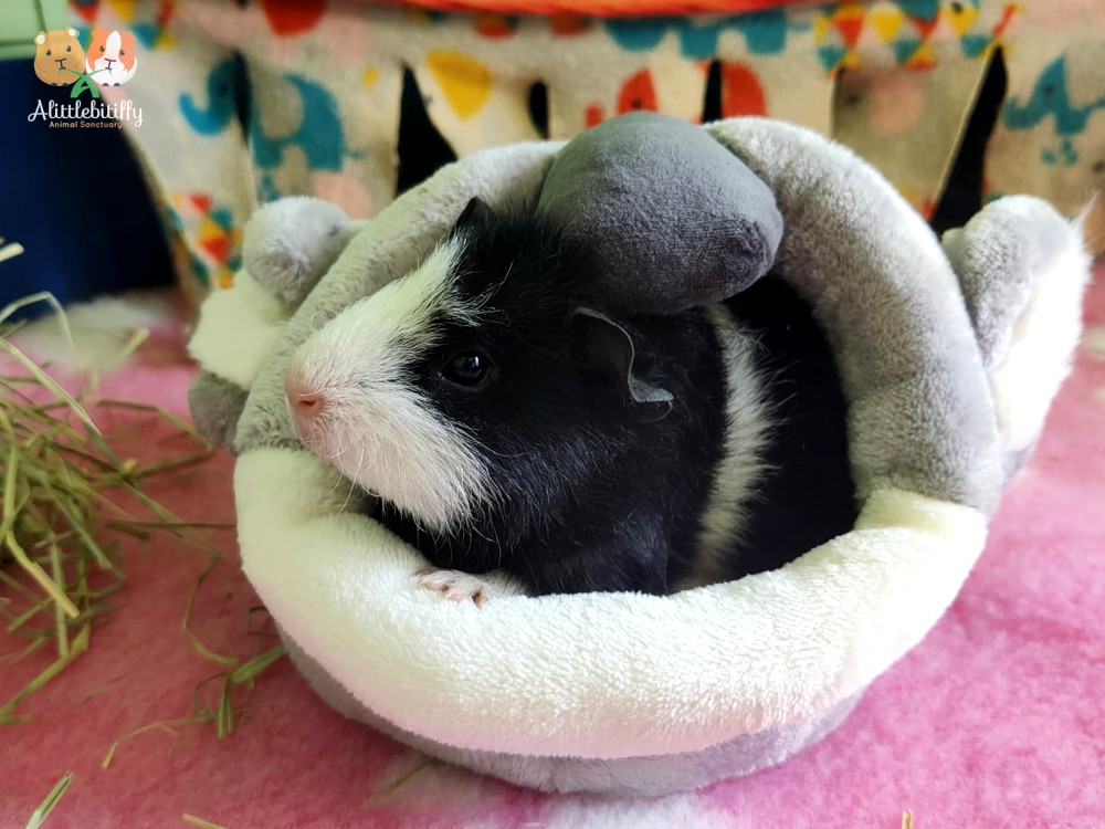 guinea pig safe place