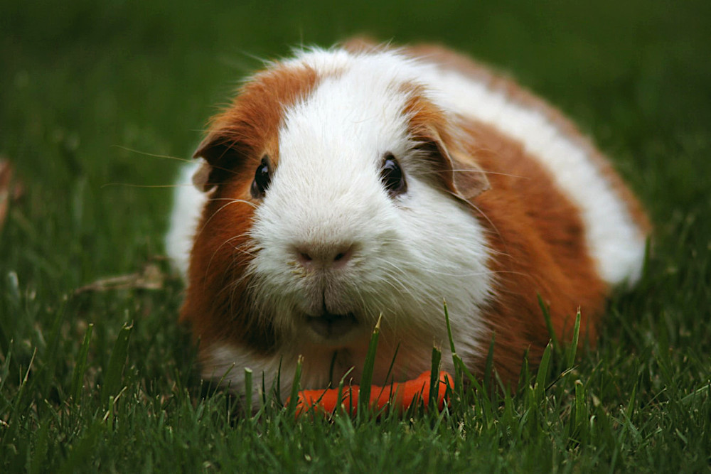 guinea pig short coated