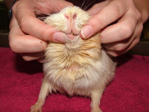 guinea pig slobbers