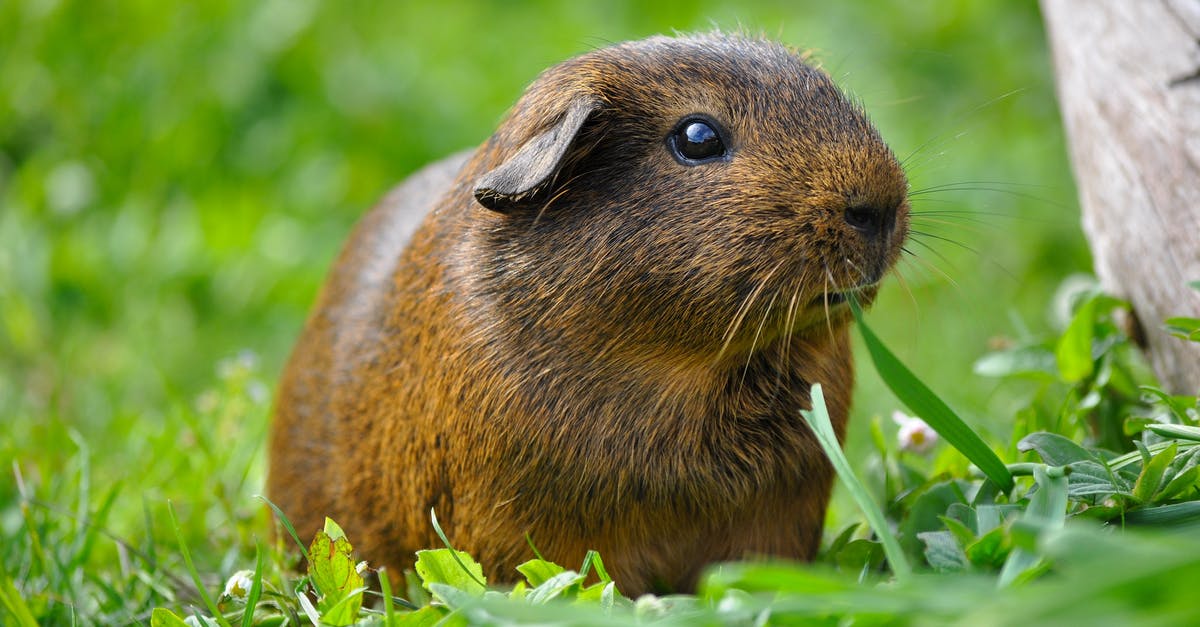 guinea pig smooth hair