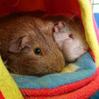 guinea pig social