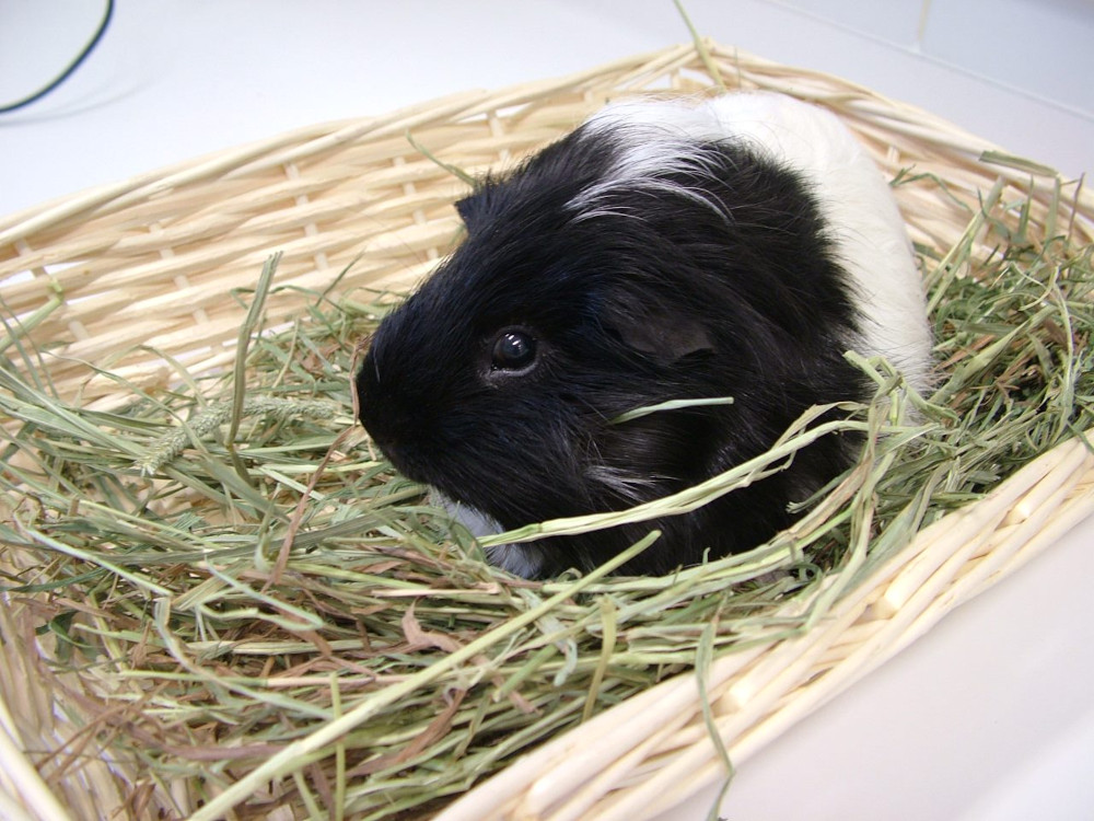 guinea pig solo