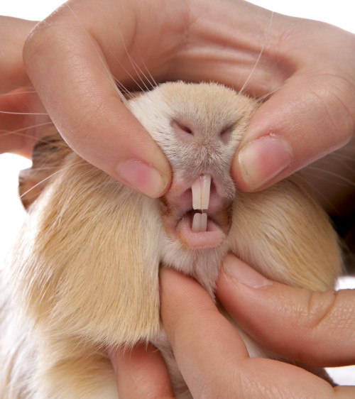 guinea pig teeth