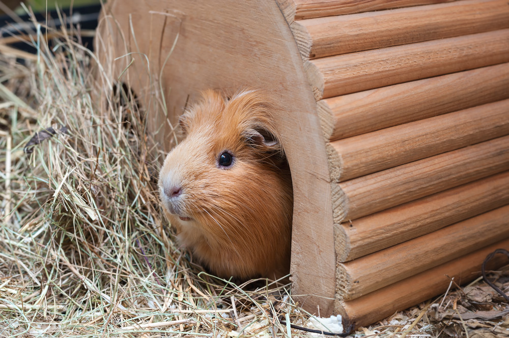 guinea pig wooden hutch