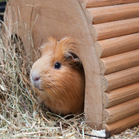 guinea pig wooden hutch