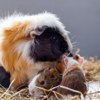 guinea pigs and mum
