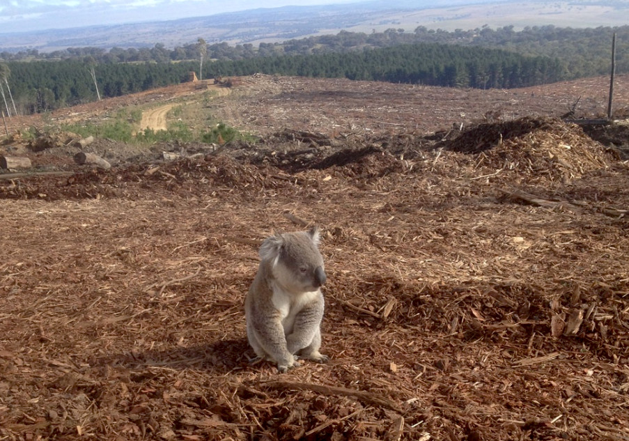 habitat loss koala