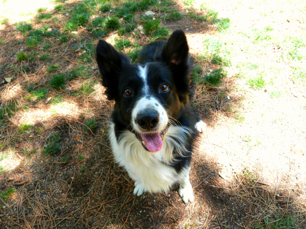 happy border collie