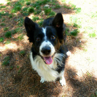 happy border collie