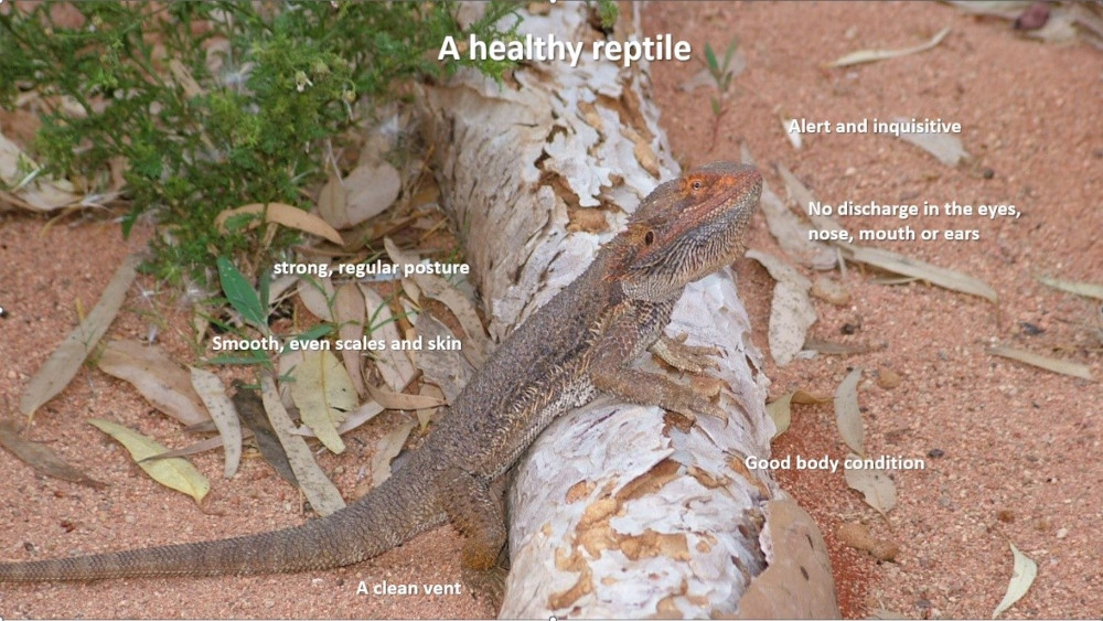 healthy reptile