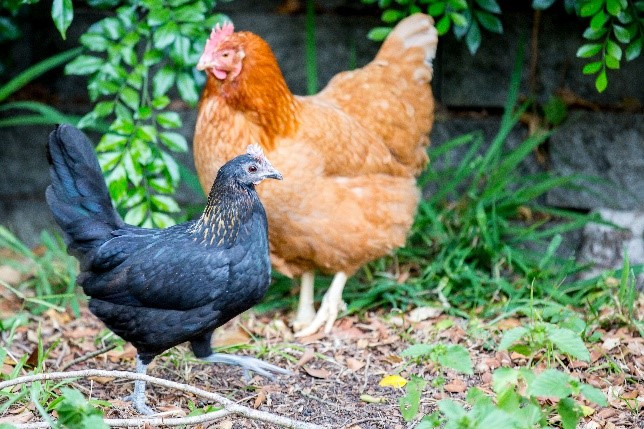 hen old english isa brown