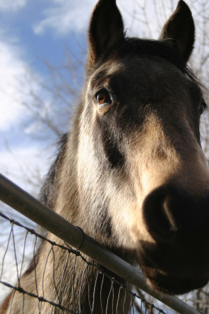 horse close up
