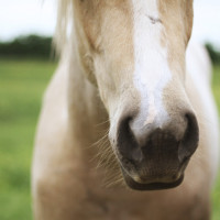 horse mouth