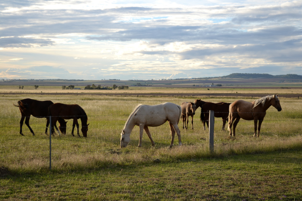horses grazing