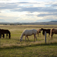 horses grazing