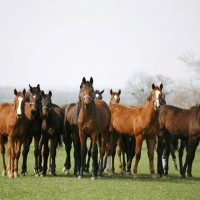 horses outside grass
