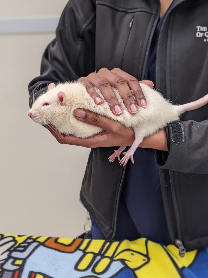 how to hold a rat