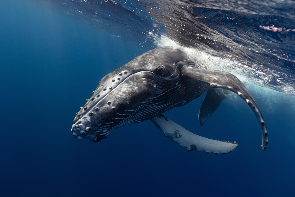 humpback whale juvenile