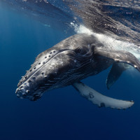 humpback whale juvenile
