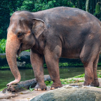 indian elephant