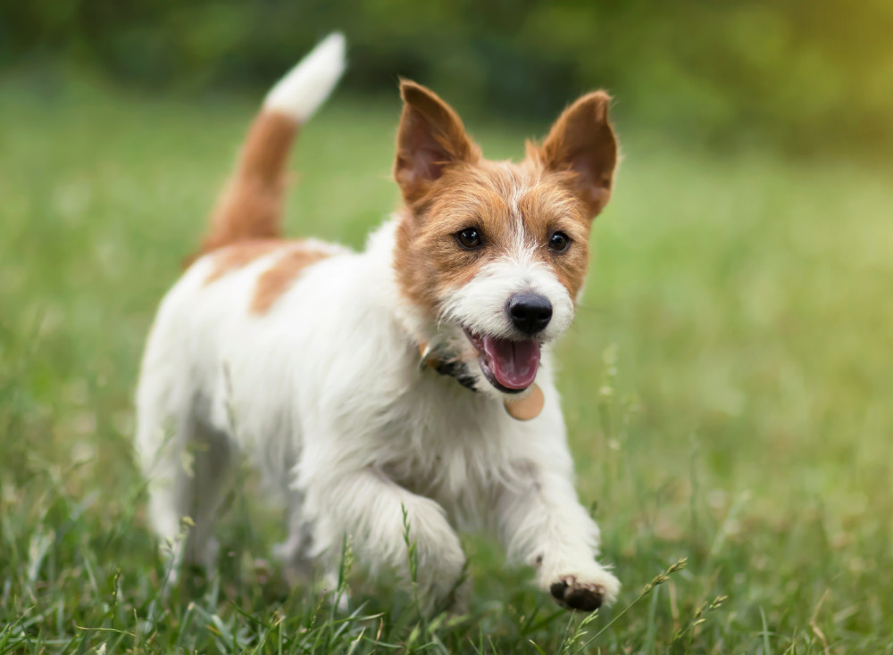 jrt running grass