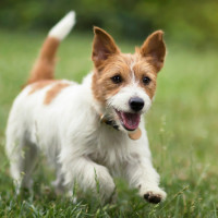 jrt running grass