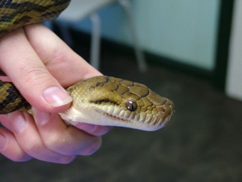 juvenile scrub python