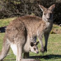 kangaroo with joey grass