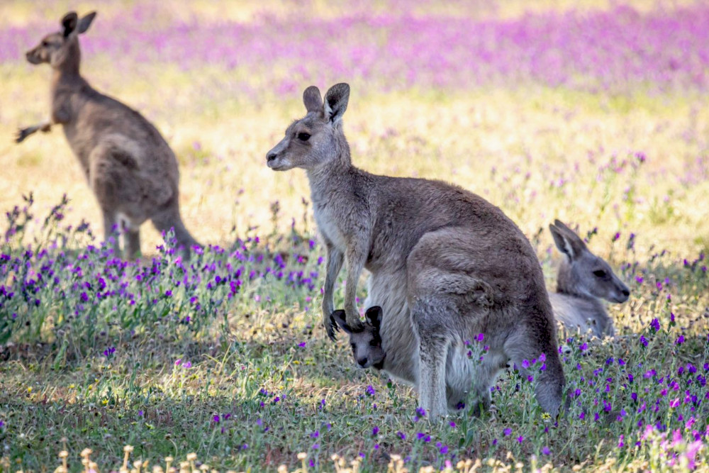 kangaroos field echium