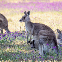 kangaroos field echium