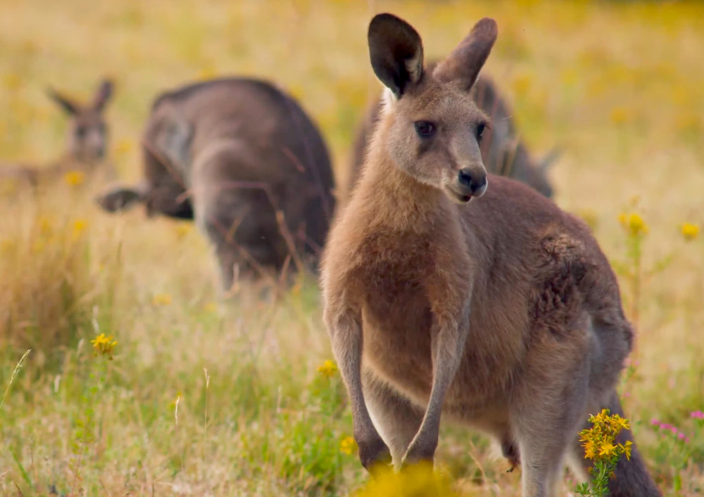 kangaroos in grass