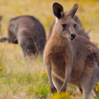 kangaroos in grass