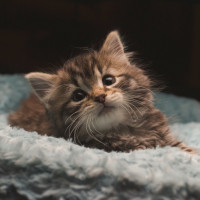 kitten in bed
