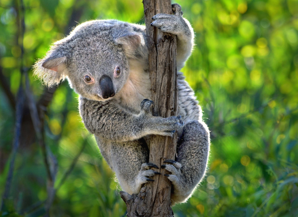 koala high in tree