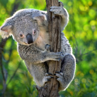 koala high in tree