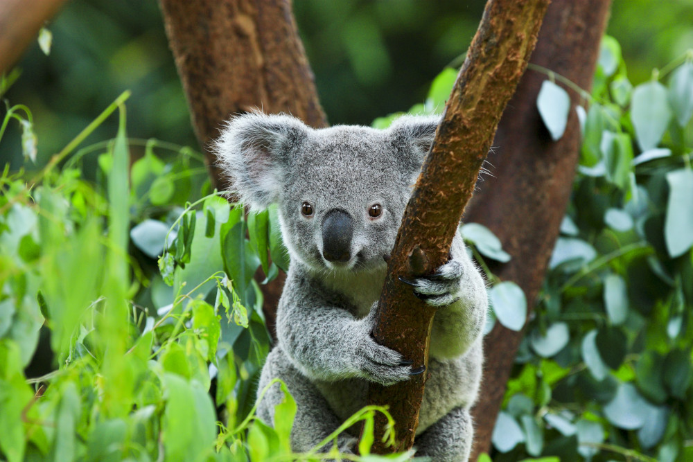 koala in tree