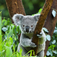 koala in tree