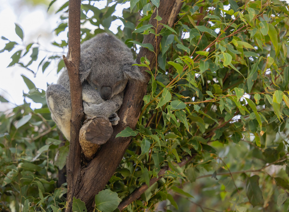 koala sleeping in tree