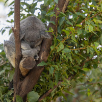 koala sleeping in tree