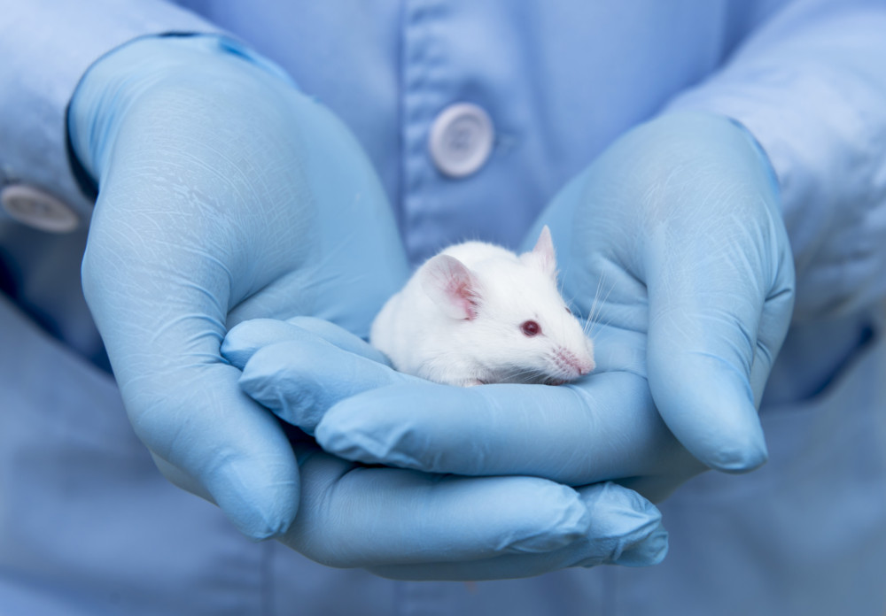 lab rodent in gloved hands