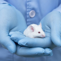lab rodent in gloved hands