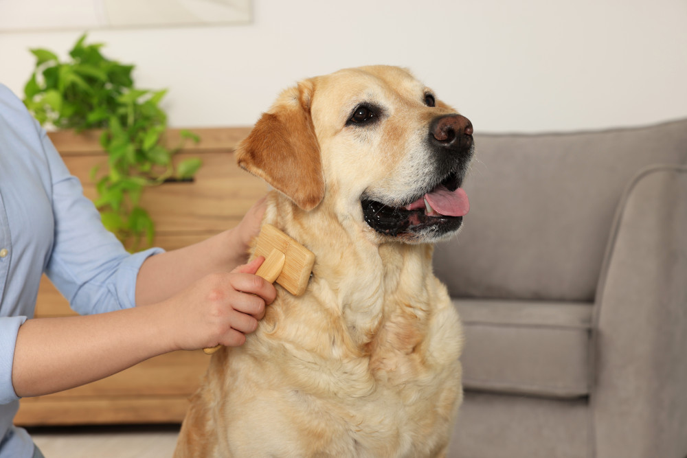 labrador being groomed