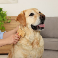labrador being groomed