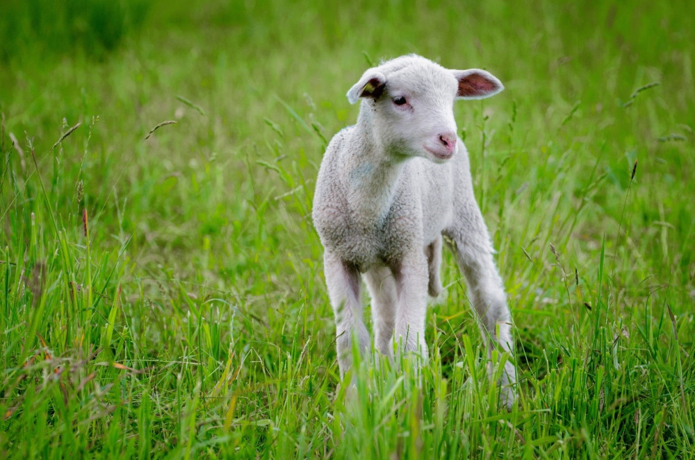 lamb standing in grass