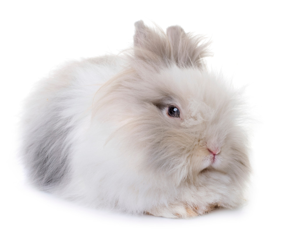 lionhead rabbit